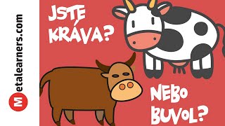 Jste kráva, nebo buvol? (video)